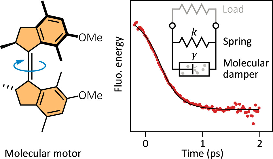 Synchronous rotation dynamics in a molecular motor